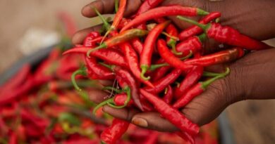 Using Chilli Pepper Extract To Manage Insect Pests