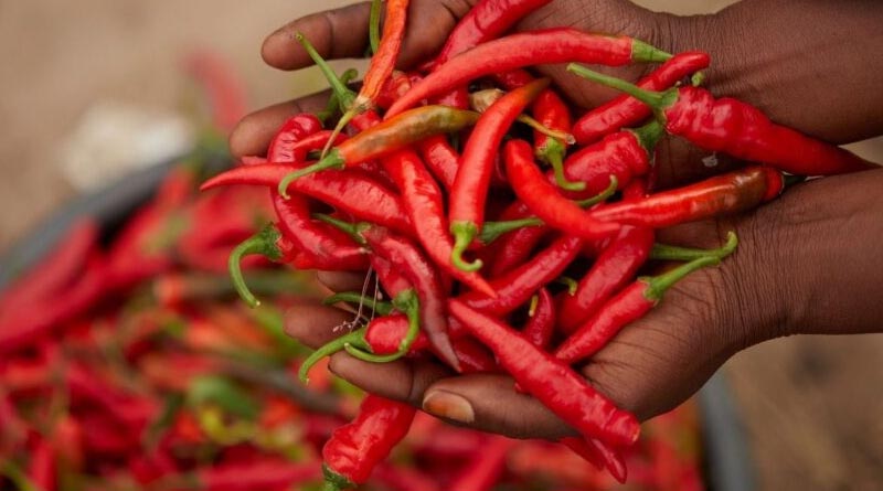 Using Chilli Pepper Extract To Manage Insect Pests