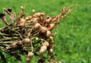 ICRISAT Study Unlocks Genetic Path to Protect Groundnuts from Stem Rot