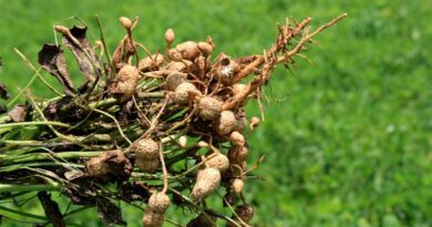 ICRISAT Study Unlocks Genetic Path to Protect Groundnuts from Stem Rot