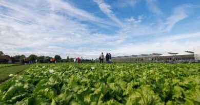 Low-Nitrogen Lettuce Production