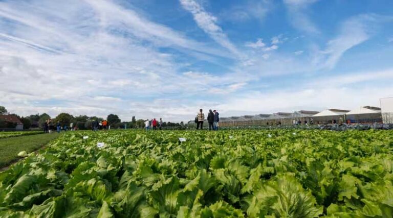 Low-Nitrogen Lettuce Production