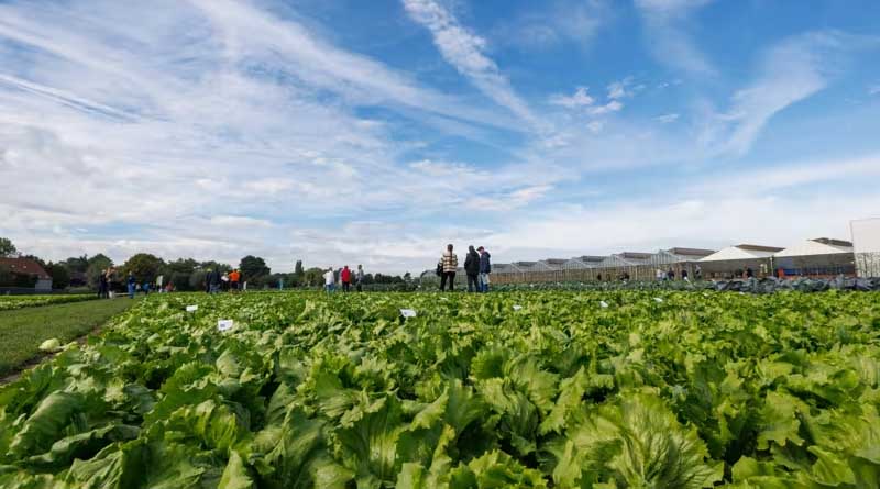 Low-Nitrogen Lettuce Production