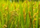 Paddy Harvest 2025: Expert Tips to Protect Your Crops from Pests and Climate Risks
