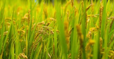 Paddy Harvest 2025: Expert Tips to Protect Your Crops from Pests and Climate Risks