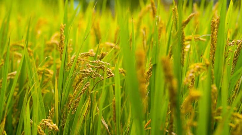 Paddy Harvest 2025: Expert Tips to Protect Your Crops from Pests and Climate Risks
