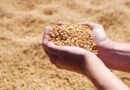 Mato Grosso's Soybean Production Nears EU Deforestation Compliance