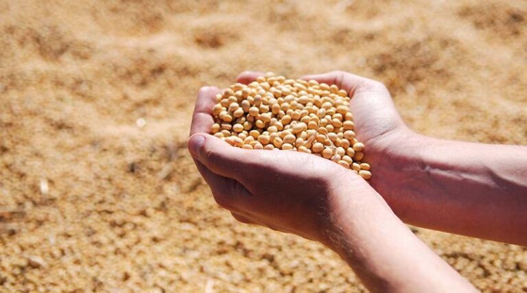 Mato Grosso's Soybean Production Nears EU Deforestation Compliance