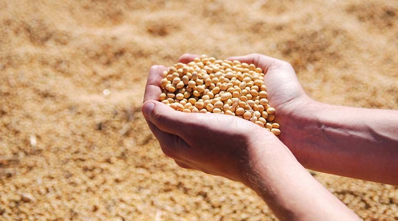 Mato Grosso's Soybean Production Nears EU Deforestation Compliance