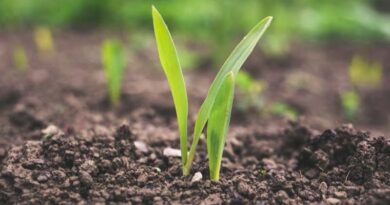Advancing Sustainable Plant Protection in India’s Changing Agricultural Scenario
