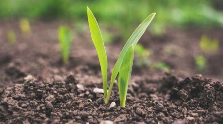Advancing Sustainable Plant Protection in India’s Changing Agricultural Landscape