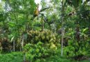 Biodiversity Can Be Protected Through Sustainable Agriculture And Suitable Habitats
