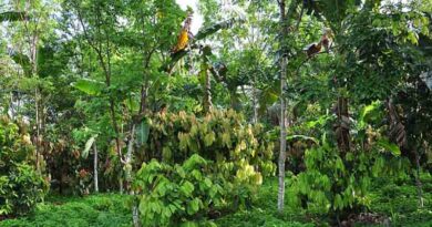 Biodiversity Can Be Protected Through Sustainable Agriculture And Suitable Habitats