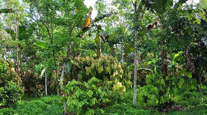 Biodiversity Can Be Protected Through Sustainable Agriculture And Suitable Habitats