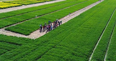 Crop Solutions On Display At Elders Raywood Trial Site Field Day