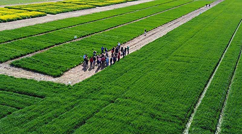 Crop Solutions On Display At Elders Raywood Trial Site Field Day
