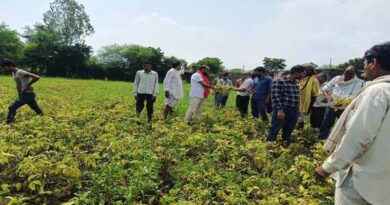 Yellow Mosaic Virus Hits Soybean Crop in Madhya Pradesh; Survey Initiated for Farmer Compensation