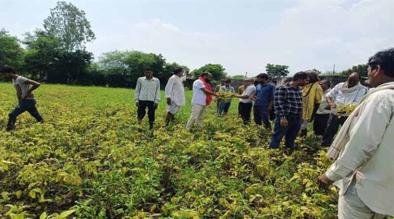 Yellow Mosaic Virus Hits Soybean Crop in Madhya Pradesh; Survey Initiated for Farmer Compensation