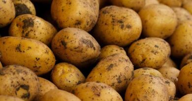 Bihar Boosts Potato Farming with 75% Subsidy under Lady Rosetta Expansion Scheme