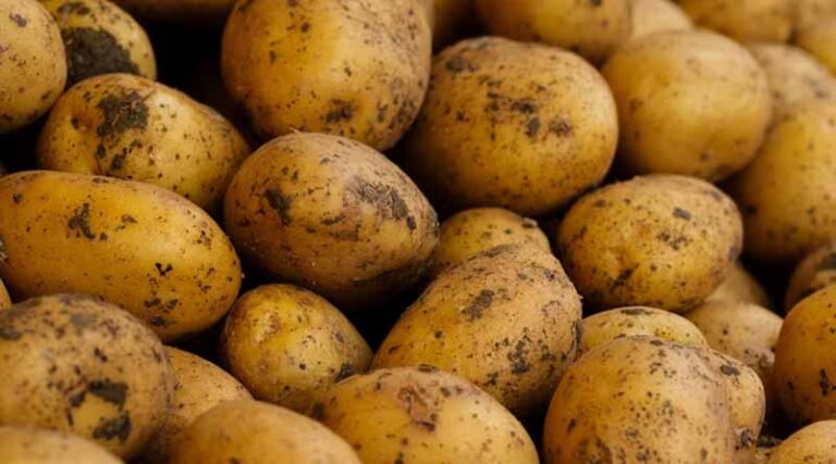 Bihar Boosts Potato Farming with 75% Subsidy under Lady Rosetta Expansion Scheme