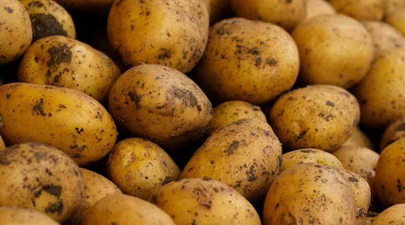 Bihar Boosts Potato Farming with 75% Subsidy under Lady Rosetta Expansion Scheme