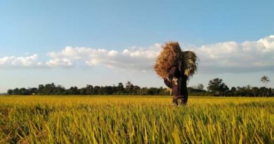 India Slashes GST on 12 Key Bio-Pesticides to 5%