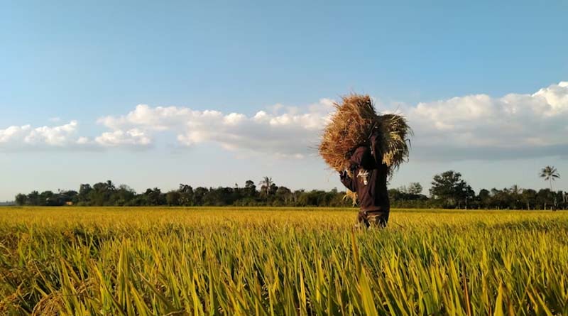 India Slashes GST on 12 Key Bio-Pesticides to 5%