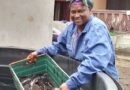 Cameroon: Fish Farming Makes a Difference in the Fight to Improve Living Standards