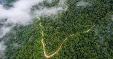 Vietnam To Transfer 1 Million Tons Of Carbon Credit The World Bank