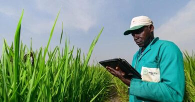 Long-Term Funding Supports AfricaRice Genebank and the Future of Rice Diversity