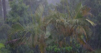 IMD Alert: Heavy Rainfall to Lash Multiple States Across India Over the Next 7 Days