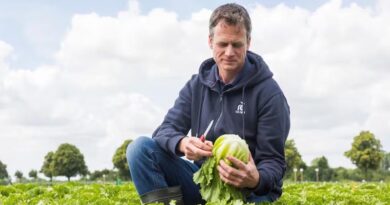 Aphid Damage Poses A Major Risk For Lettuce Growers