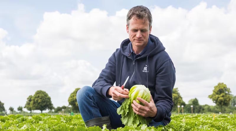 Aphid Damage Poses A Major Risk For Lettuce Growers