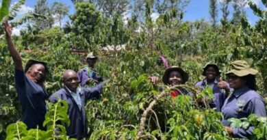 PRISE Data Model Gives Timely Advice For Smallholder Farmers Tackling Coffee Berry Borer Pest In Kenya