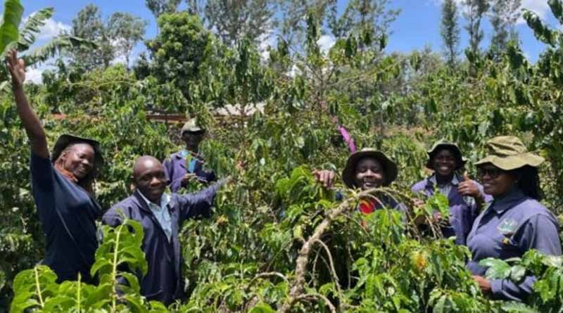 PRISE Data Model Gives Timely Advice For Smallholder Farmers Tackling Coffee Berry Borer Pest In Kenya
