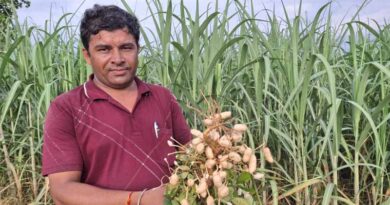 Additive Intercropping Of Groundnut In Sugarcane: A Pathway To Diversification In Western Uttar Pradesh