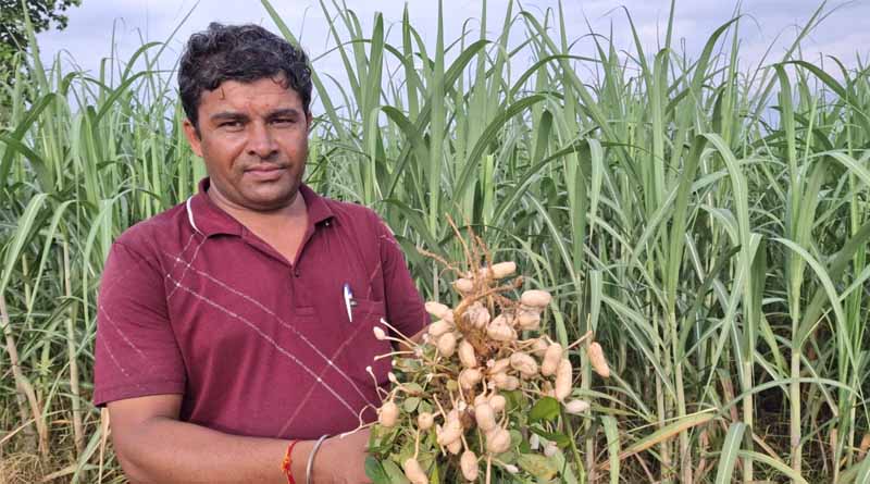 Additive Intercropping Of Groundnut In Sugarcane: A Pathway To Diversification In Western Uttar Pradesh