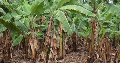 Sigatoka Leaf Spot Disease in Bananas: Causes, Symptoms, and Effective Control Measures