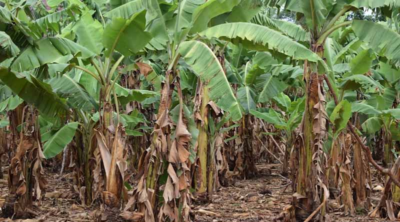 Sigatoka Leaf Spot Disease in Bananas: Causes, Symptoms, and Effective Control Measures