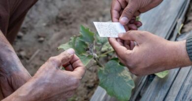 Watch The Video: Trichogramma Rearing Facilities In Pakistan