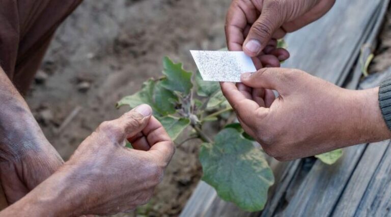 Watch The Video: Trichogramma Rearing Facilities In Pakistan