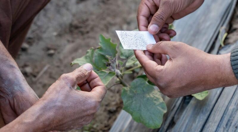 Watch The Video: Trichogramma Rearing Facilities In Pakistan