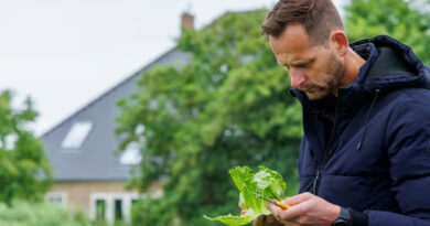 Rijk Zwaan Launches Iceberg Lettuce Varieties With New Aphid Resistance