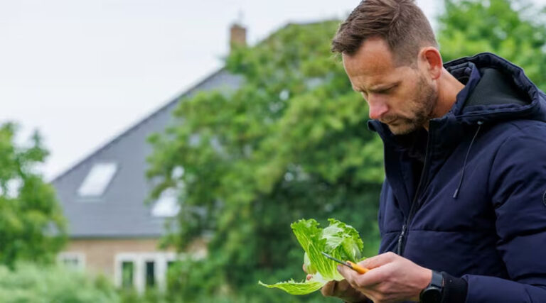 Rijk Zwaan Launches Iceberg Lettuce Varieties With New Aphid Resistance