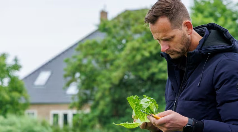 Rijk Zwaan Launches Iceberg Lettuce Varieties With New Aphid Resistance