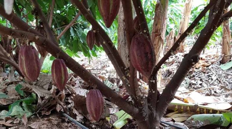 Global Cocoa Production Crisis Opens New Opportunities for Brazil