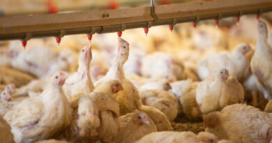 Avian Influenza: First Global Dialogue Targets The Rising Pandemic Threat