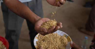 Sowing Seeds, Reaping Resilience