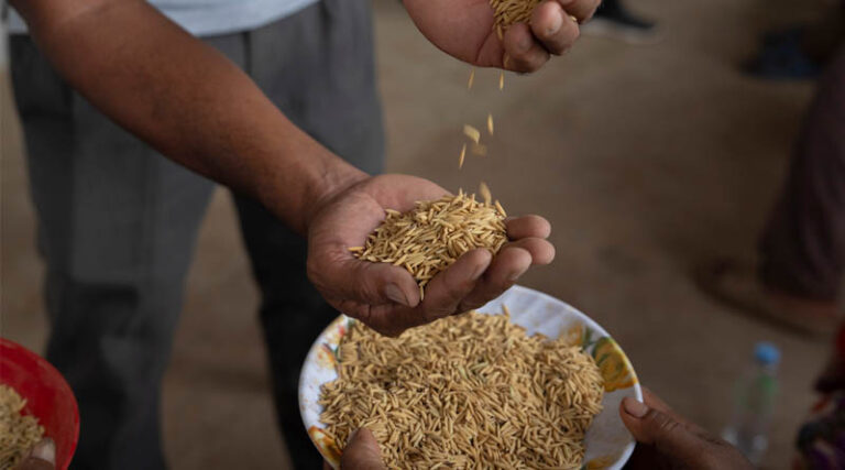 Sowing Seeds, Reaping Resilience