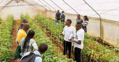 Supporting Organic Vegetable Growers In Africa